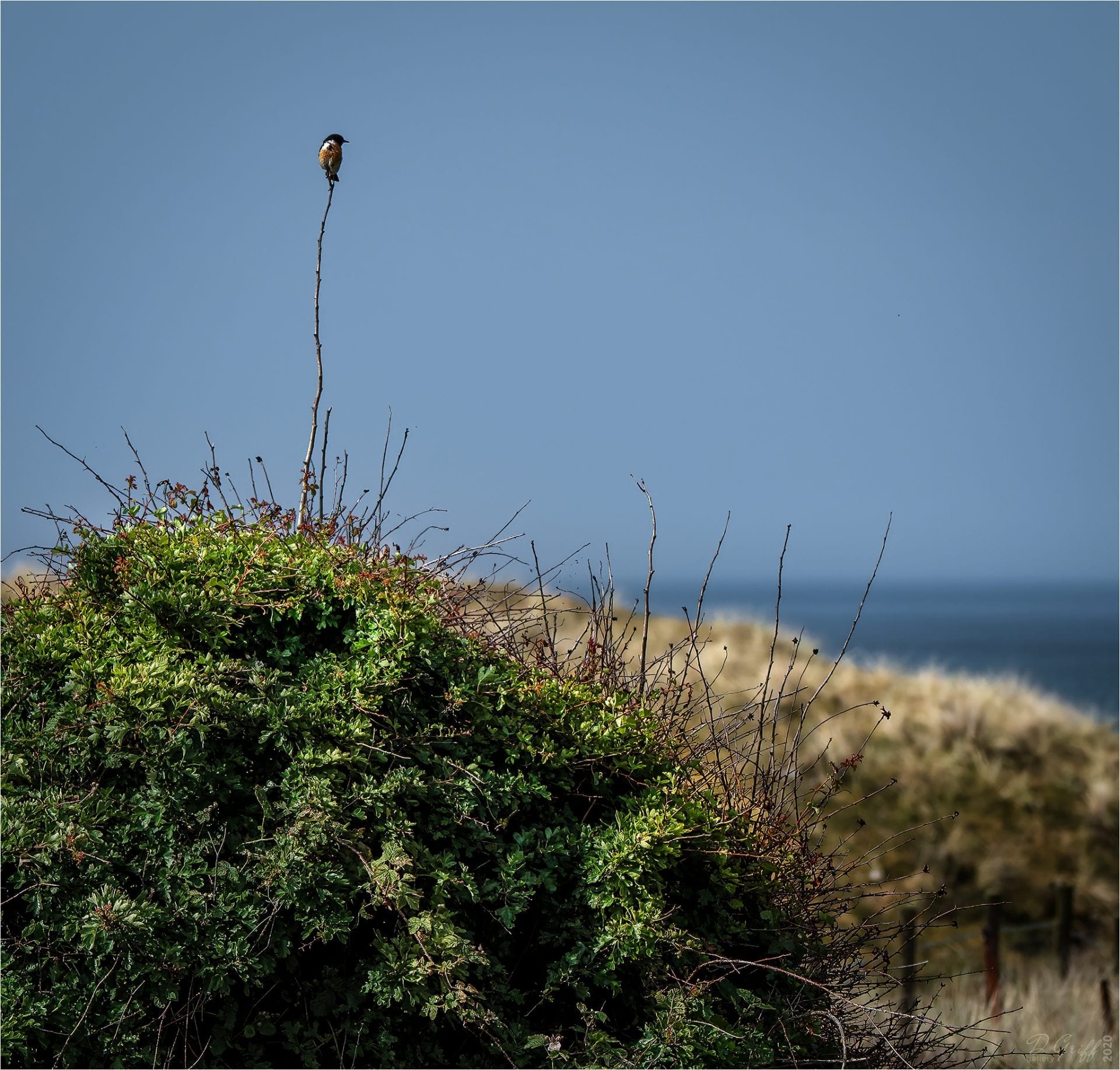 Stonechat at Aberffraw, Anglesey