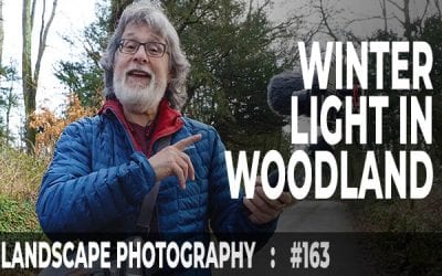 Winter Light In Woodland (Ep #163)