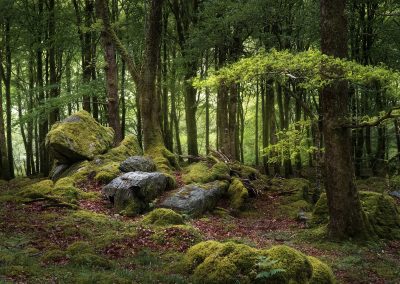 Capel Curig Woodland, Snowdonia