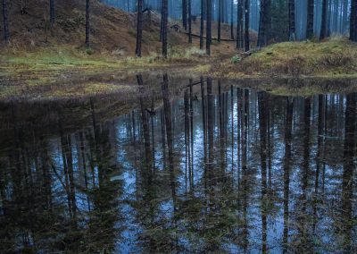 Newborough Forest, Anglesey - Winter pine reflections in a dune slack